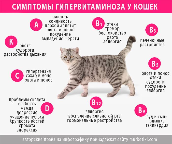 Болезни и инфекции мочевыводящих путей у кошек