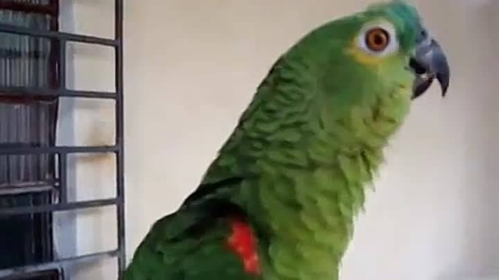 Как поют волнистые попугайчики?