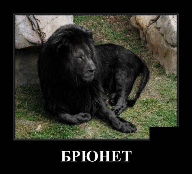 Черный лев – существует ли он в природе?