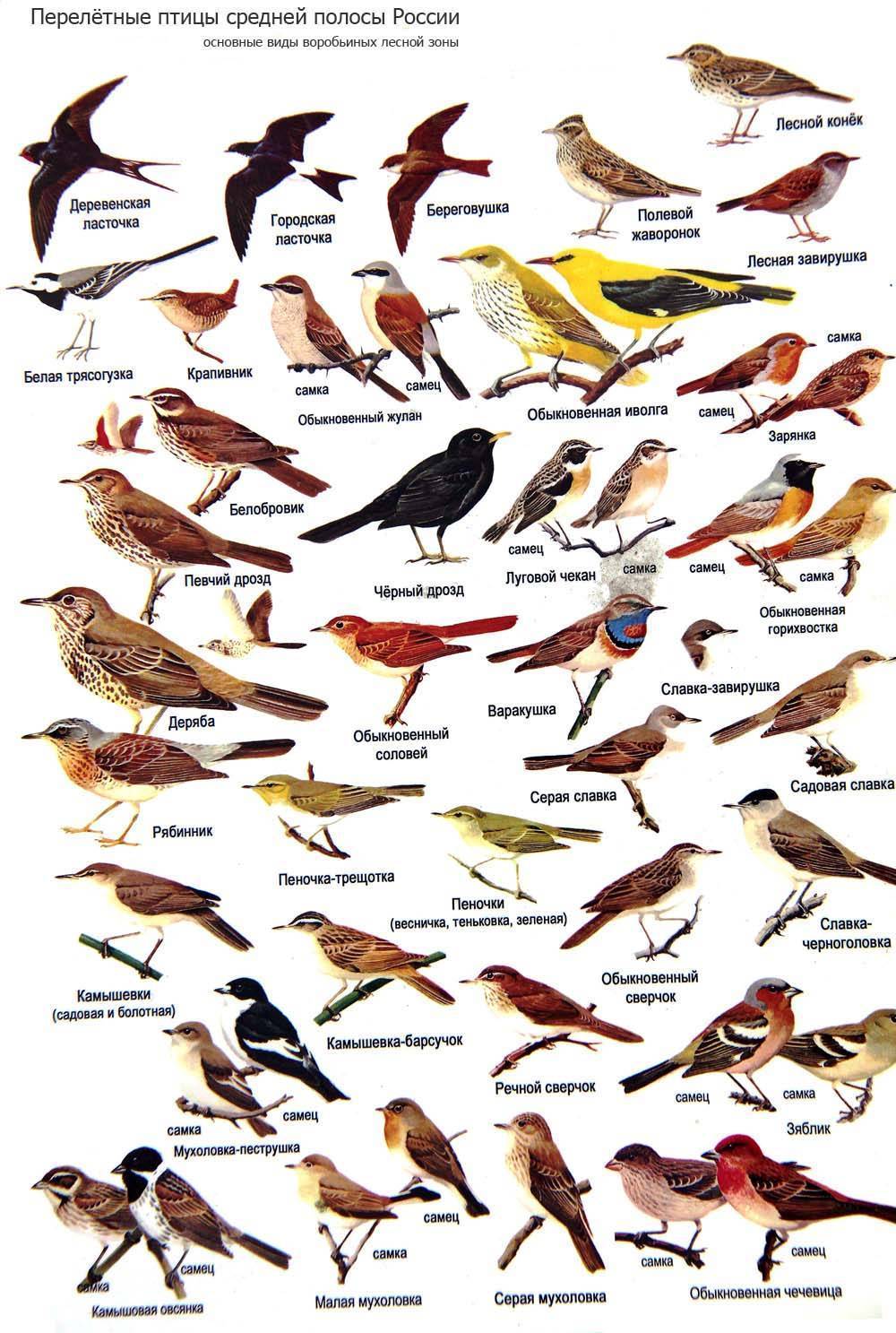Зимние и зимующие птицы - подробные описания с 100 фото для детей и взрослых с особенностями
