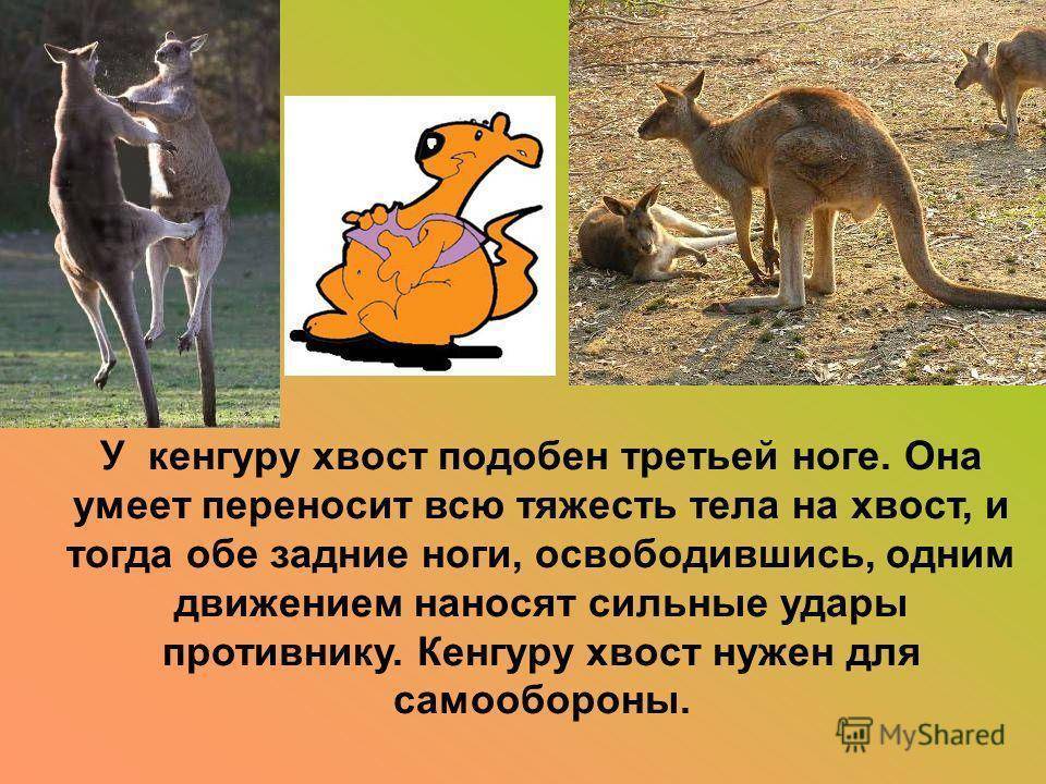 Зачем животным нужен хвост презентация