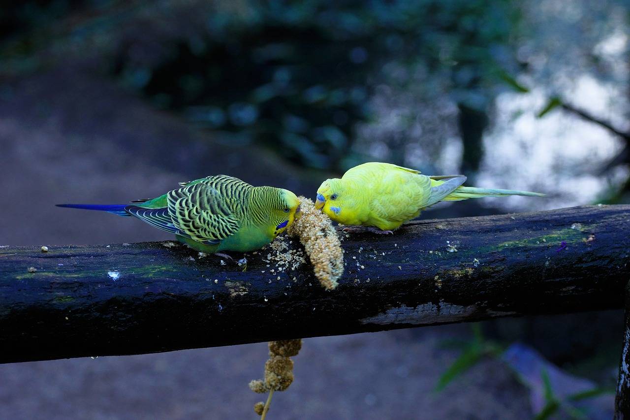 Сколько живут волнистые попугаи в домашних условиях и в дикой природе