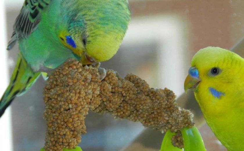 Что едят попугаи