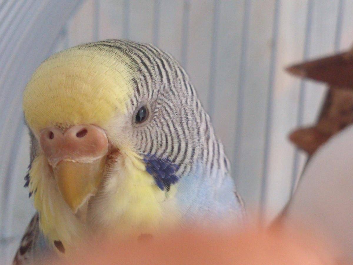 Наросты возле клюва у попугаев: причины появления, лечение