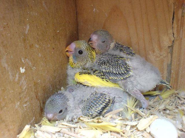 Разведение волнистых попугаев в домашних условиях для начинающих как бизнес