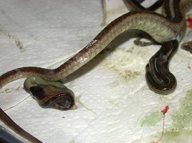 Как рожают змеи свое потомство? :: syl.ru
