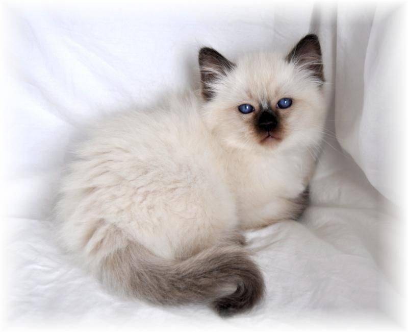 Балинезийская кошка: описание породы