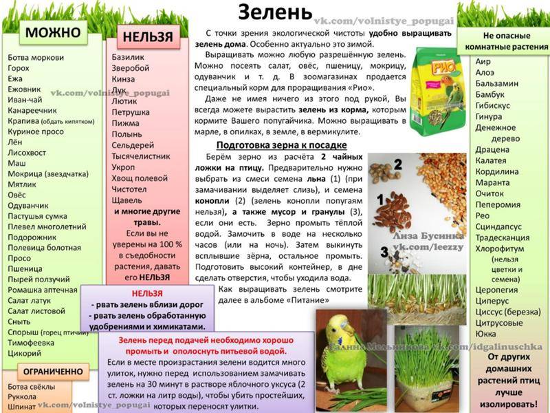 Что едят попугаи: рацион и правила кормления