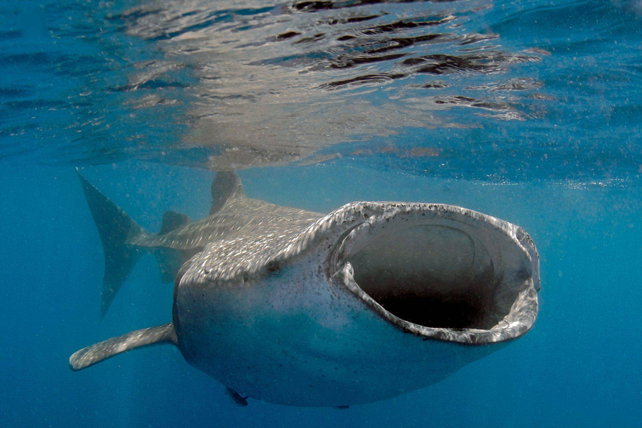 Китовая акула: интересные факты, хищник или нет, размеры