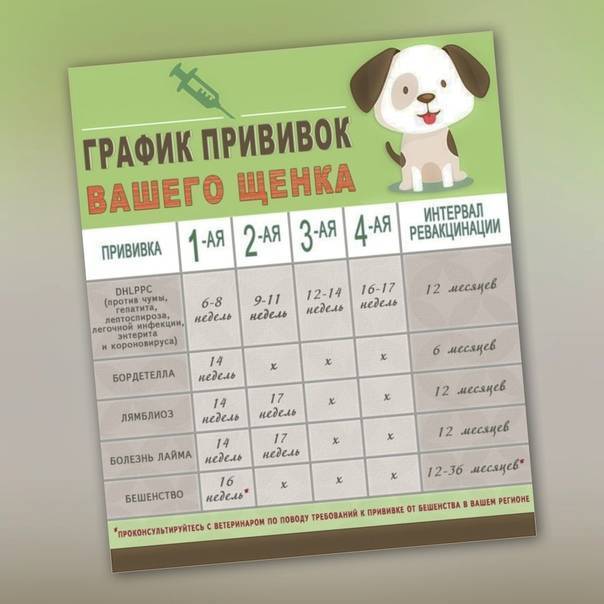 Почему нельзя гулять с собакой после первой прививки? ветдоктор 24 киев ua