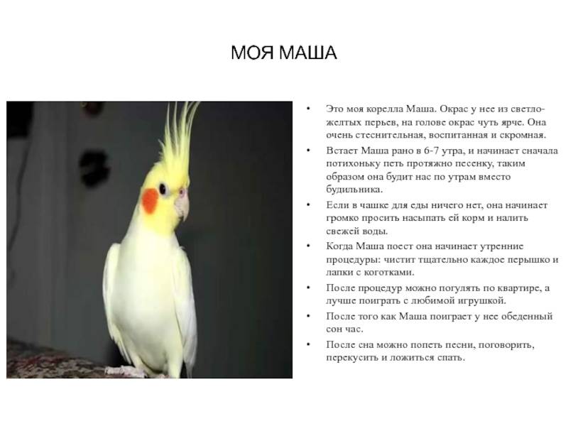 Попугай корелла: описание, особенности, виды, уход и содержание