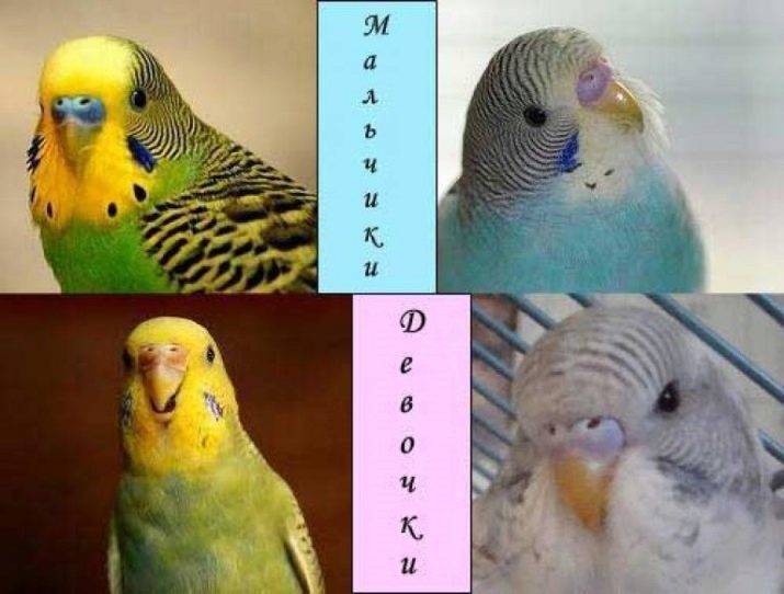 Как определить пол волнистого попугая