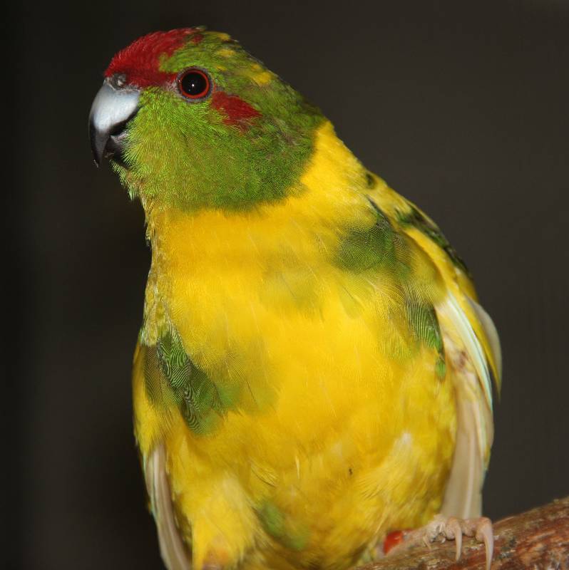 Попугаи какарики: описание, как выглядит, породы и характеристики | болезни попугаев
кто такие попугаи какарики? | болезни попугаев