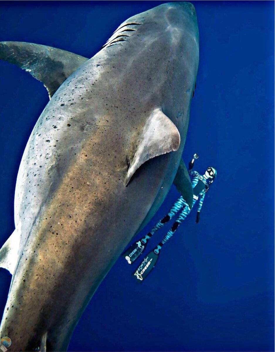 Топ 10: самые опасные для человека акулы в мире - фото, название и характеристика — природа мира