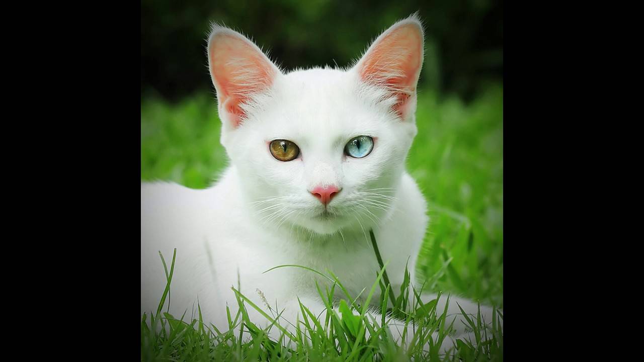 Као мани – подробное описание породы и фото кошек