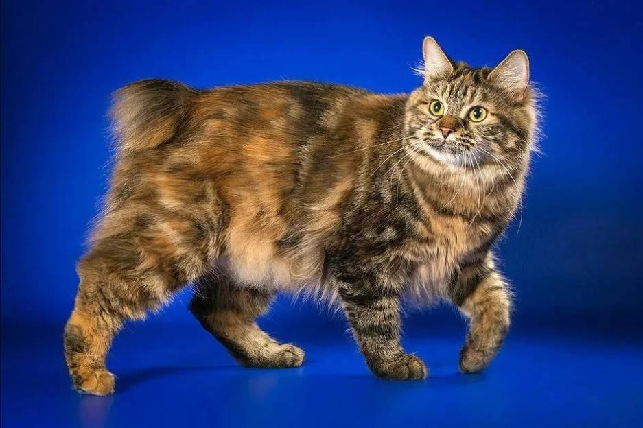 Бобтейл американский - 115 фото внешности и описание породы кошки