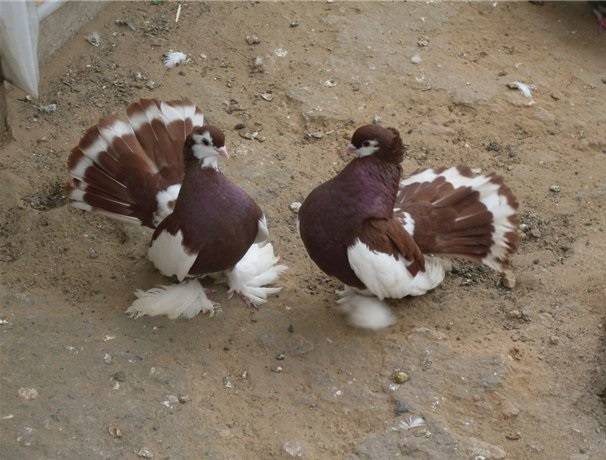 Красивые статные голуби: описание и разновидности породы