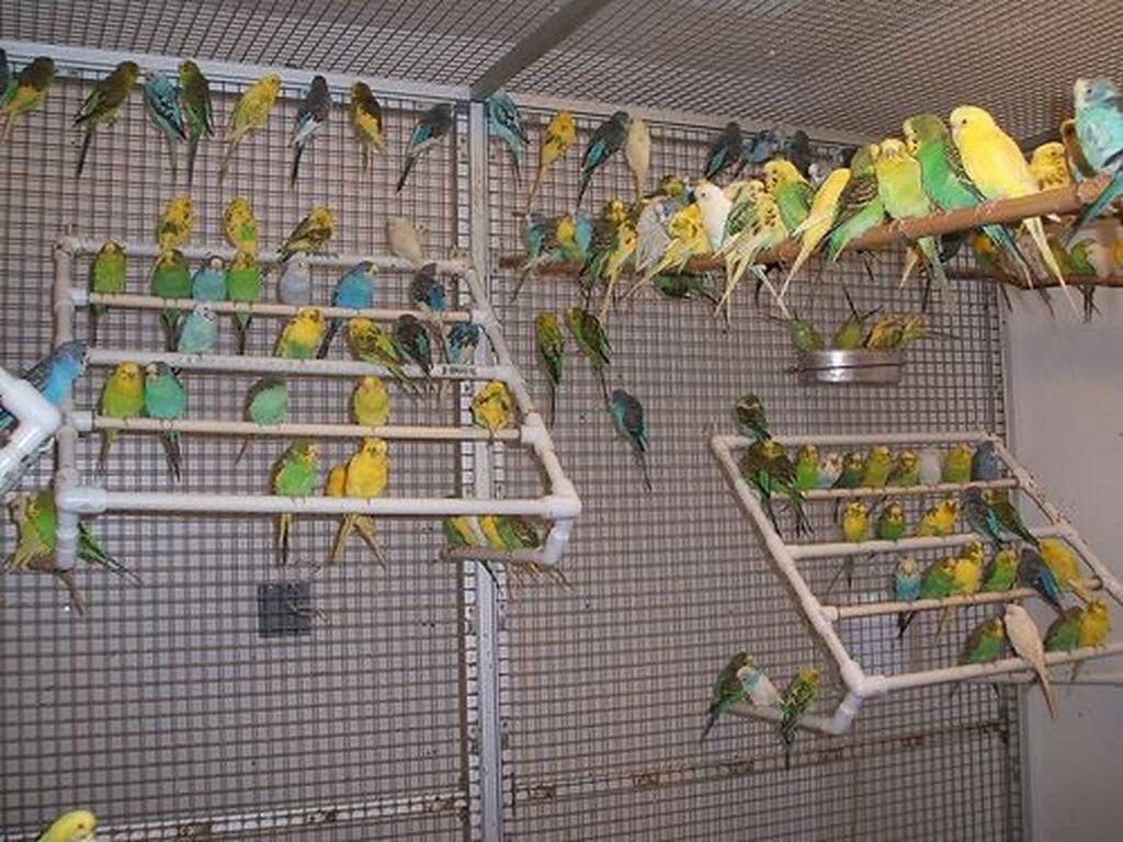 Уход и содержание волнистых попугаев в домашних условиях для начинающих