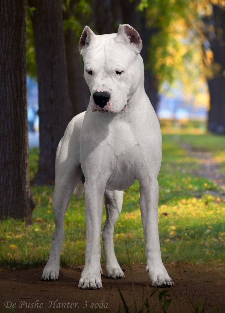 Аргентинский дог — фото, описание породы собак, особенности характера