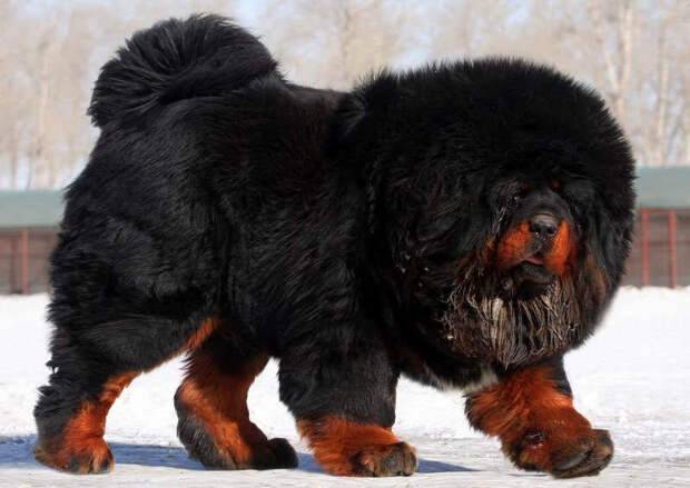Самая дорогая порода собак в мире. 10 самых дорогих пород собак: фото и описание :: syl.ru