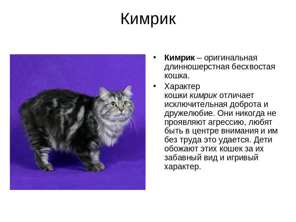 Породы кошек без хвоста — разновидности и особенности