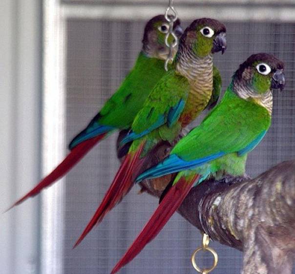 Ожереловый попугай. образ жизни и среда обитания ожерелового попугая