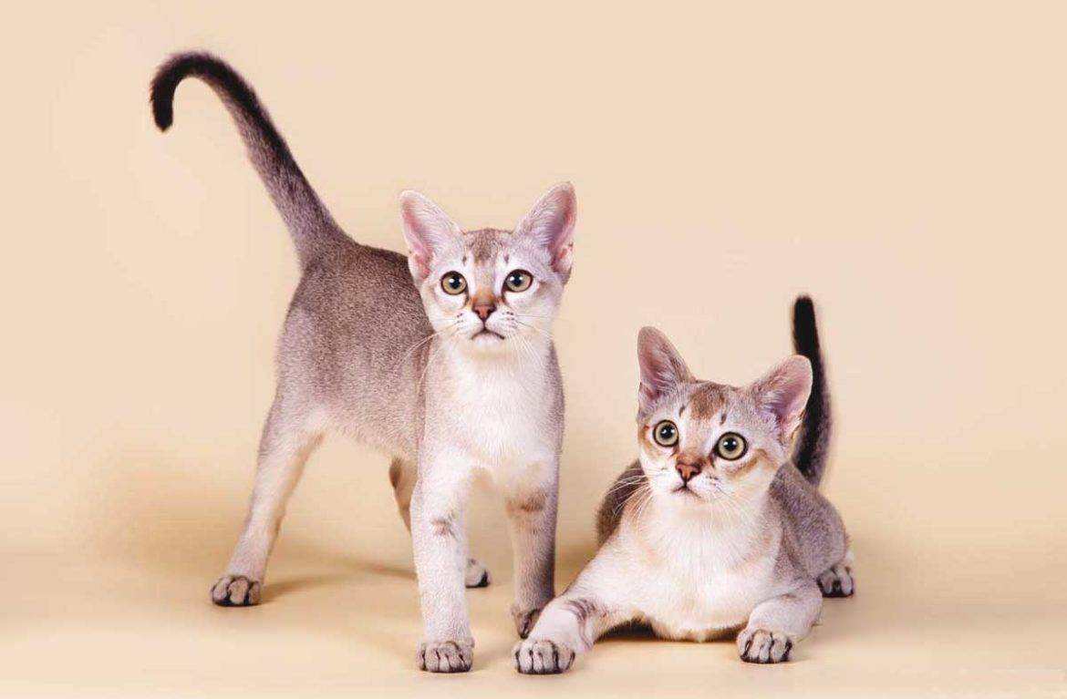 Самая маленькая кошка в мире - характеристики пород, фото, стоимость