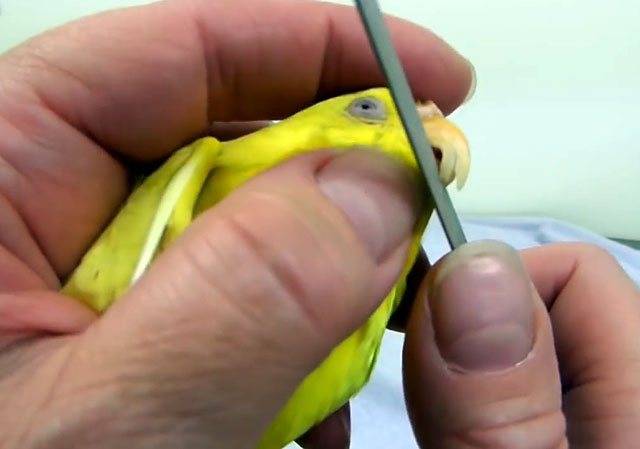 Как подрезать клюв волнистому попугаю: что делать если вырос длинный клюв, видео