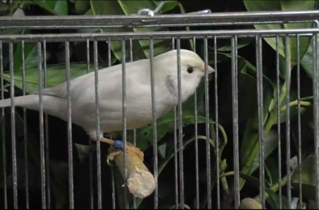 Пение канарейки: как выбрать птицу и обучить её