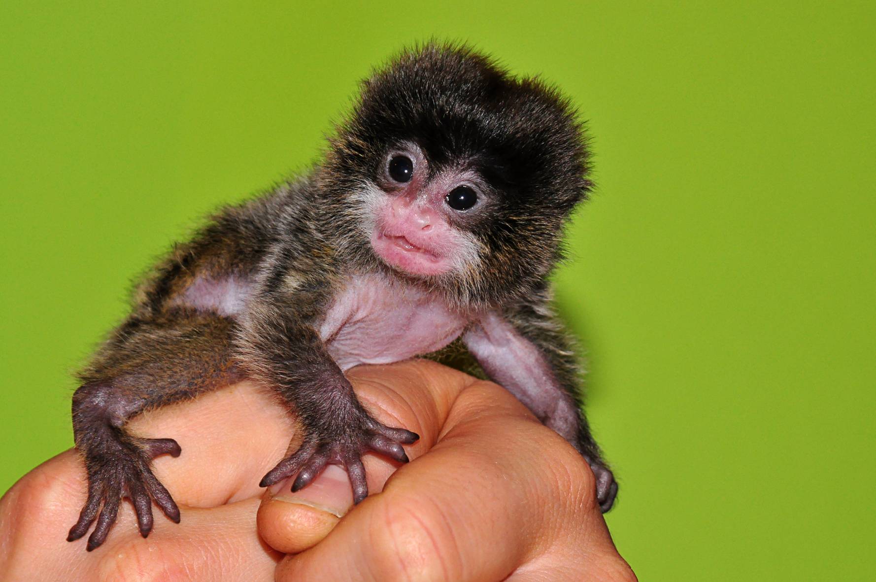 Самые маленькие обезьяны в мире