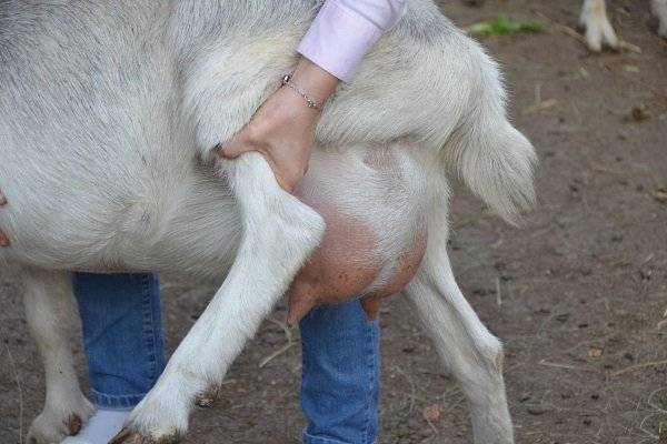 Как лечить мастит у козы?