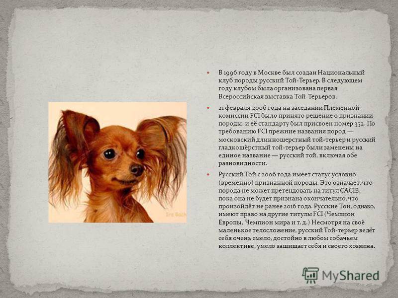 Русский гладкошерстный той-терьер: фото как выглядит собака, описание породы, а также особенности московского и рыжего питомца