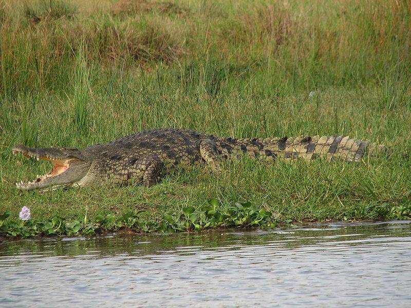 Нильский крокодил: внешний вид рептилии, воды обитания и питание хищника