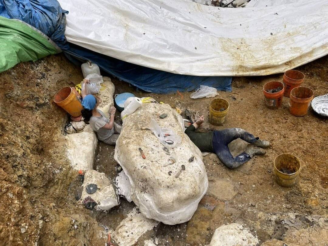 В сибири нашли отрубленную голову гигантского волка жившего 40 000 лет назад - hi-news.ru