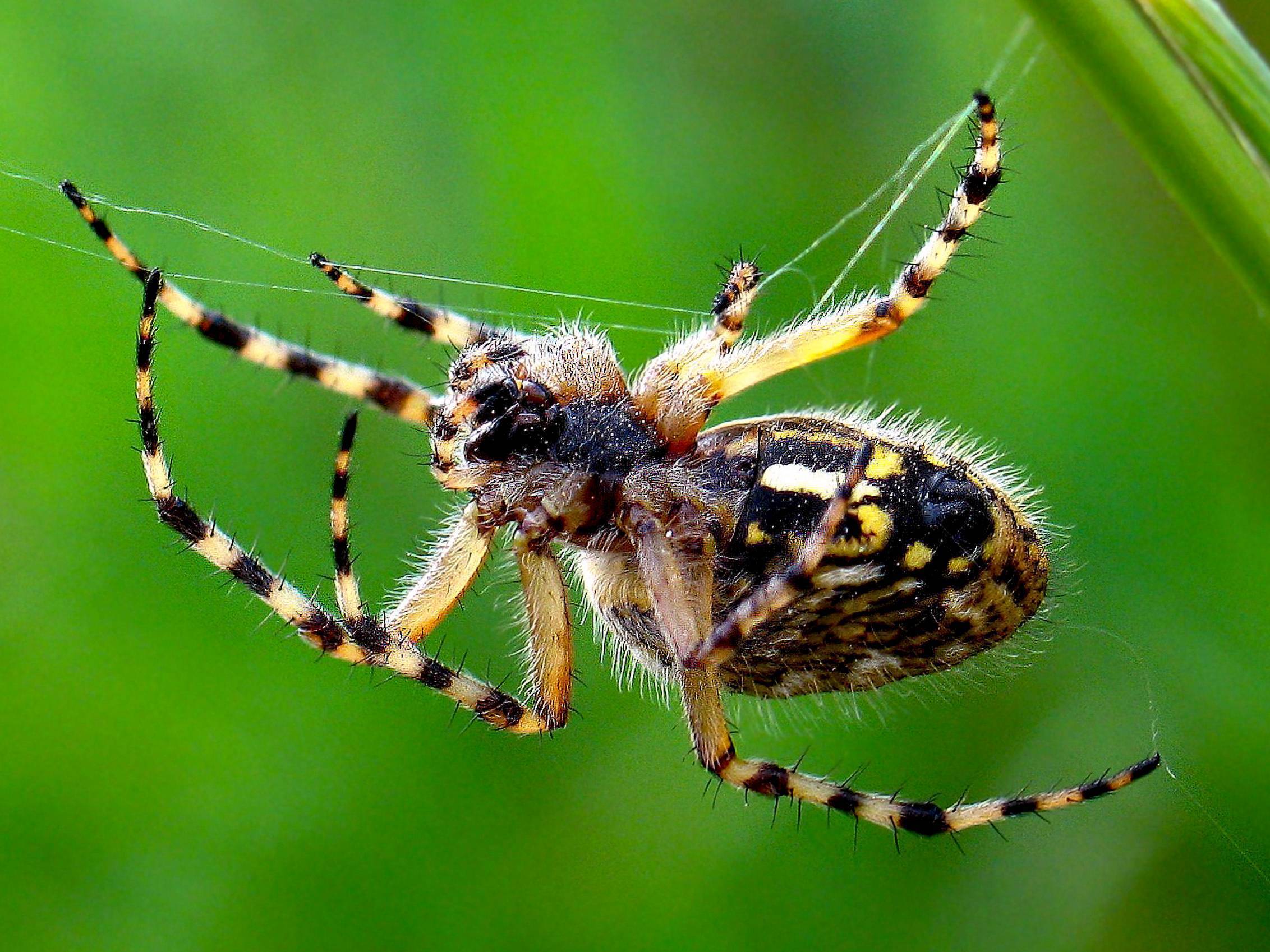 Ложная чёрная вдова - паук стеатода пайкулля