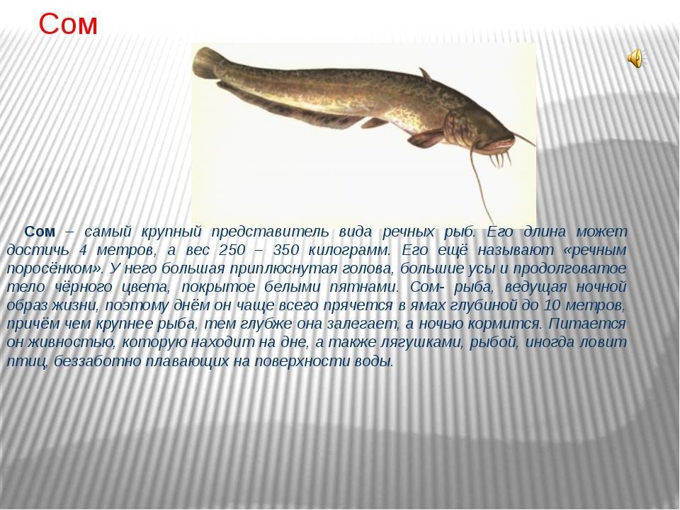 Ледяная рыба – фото, описание, ареал, рацион, враги, популяция
