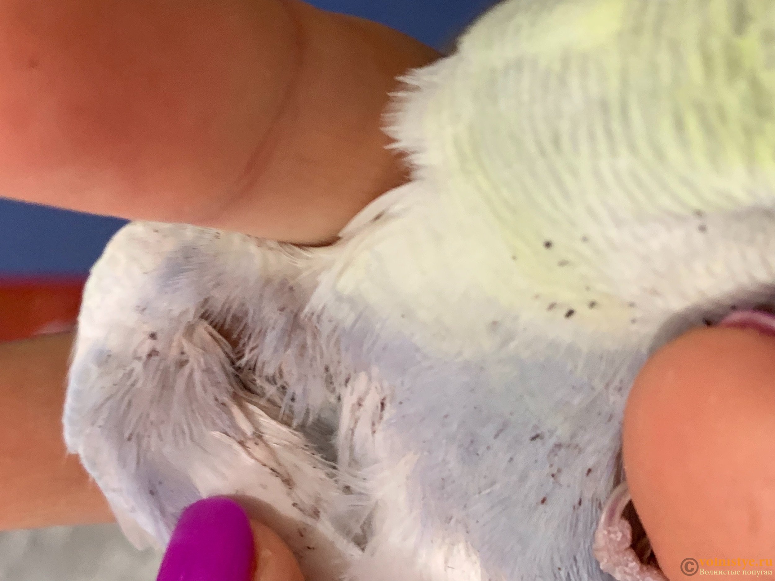 Пухопероеды у попугаев: фото, причины, симптомы, как избавиться, способы лечения и профилактики