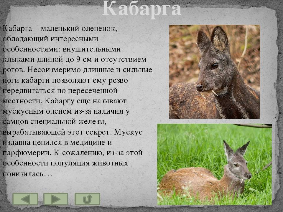 Кабарга животное. описание, особенности, образ жизни и среда обитания кабарги | живность.ру