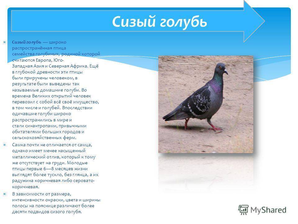 Голубь птица. описание, особенности, виды, образ жизни и среда обитания голубя | живность.ру