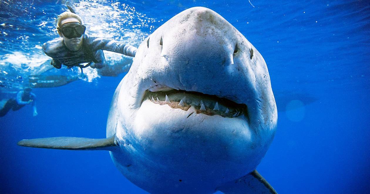 Самая большая акула в мире – фото на память