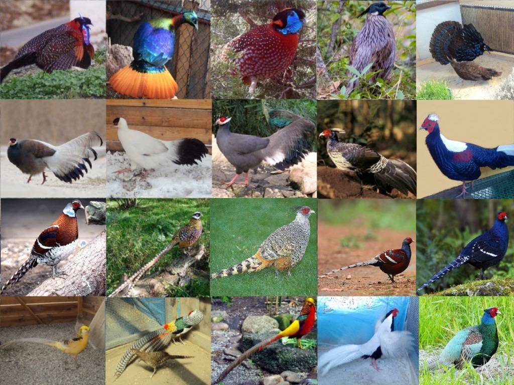 Фазан: фото птицы, внешний вид, места обитания, размножение