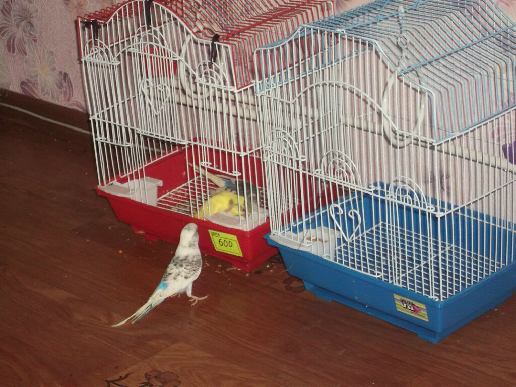 Как облегчить адаптацию волнистого попугая дома после покупки