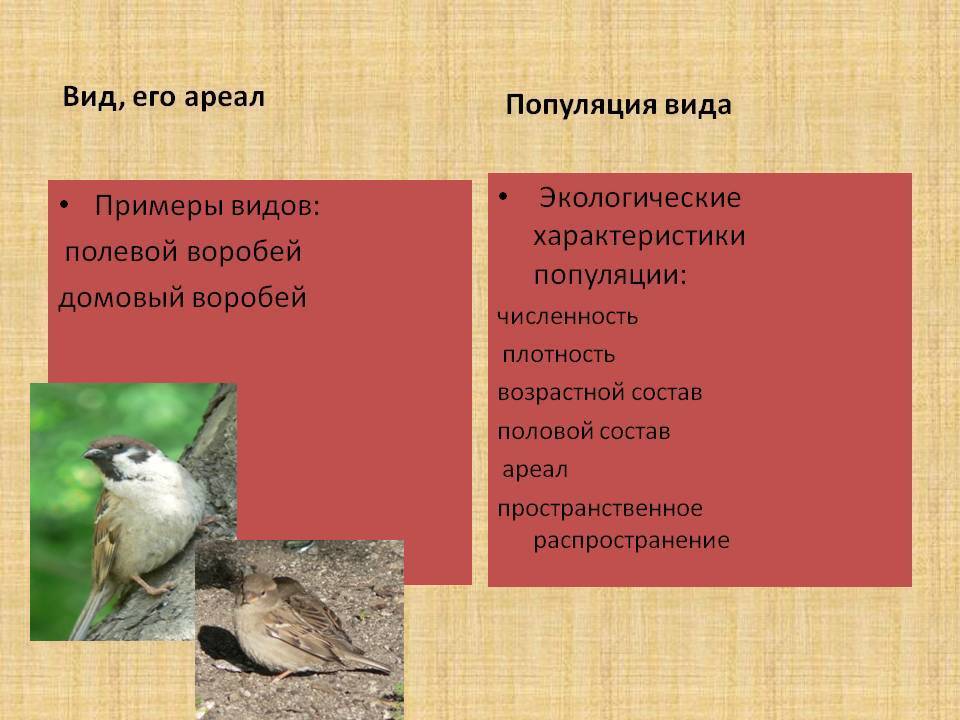Список птиц, занесённых в красную книгу республики беларусь
