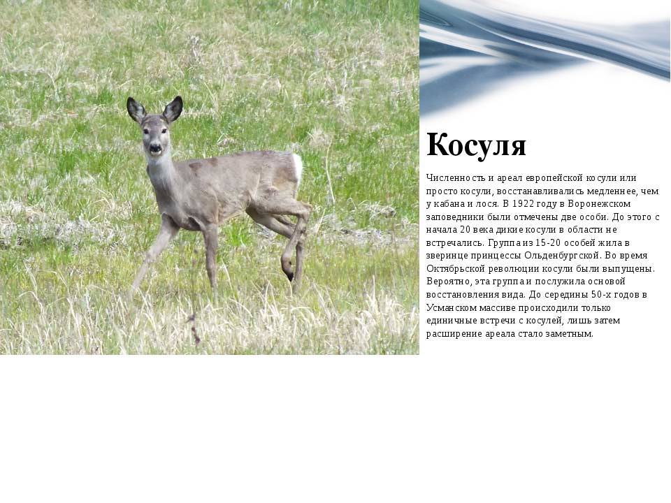Крымский охотник - охотничий блог - косуля европейская