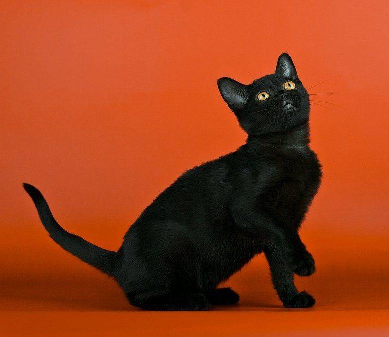Бомбейская кошка: описание и характер породы, особенности ухода