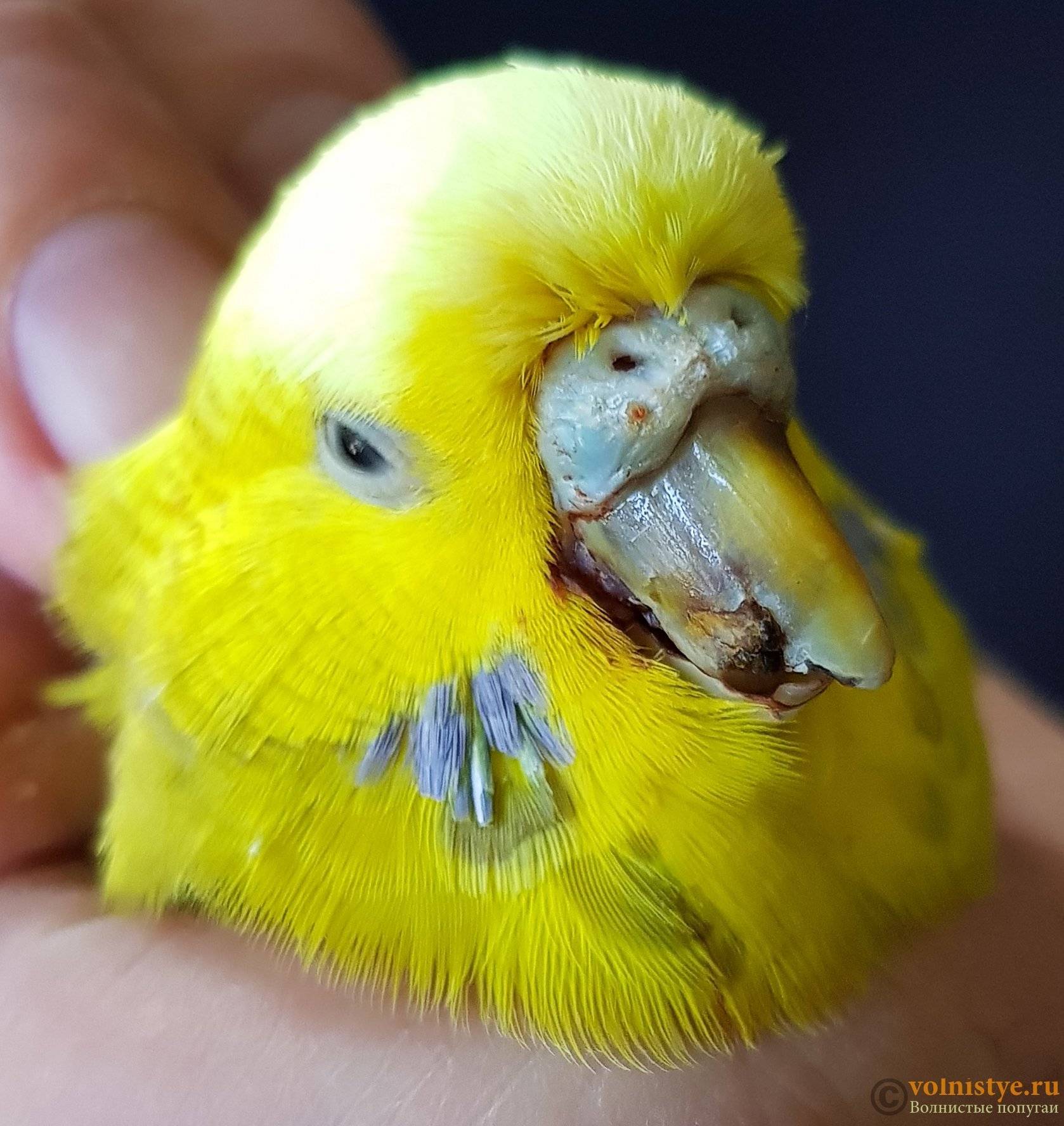 Причины и методы лечения расслоения клюва у попугаев