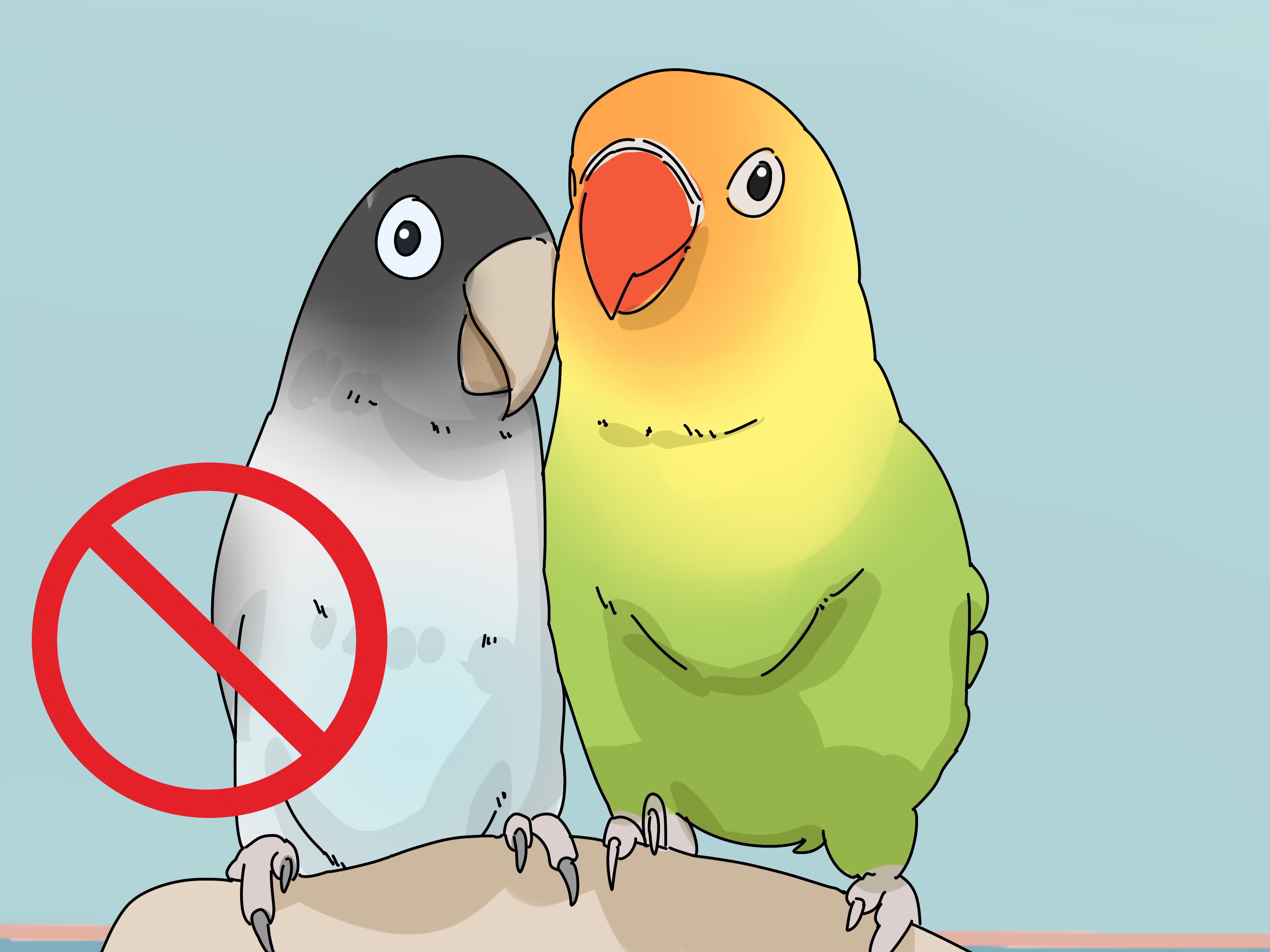 Размножение попугаев неразлучников в домашних условиях