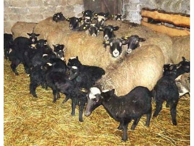 Романовская порода овец: описание и характеристика, разведение и кормление