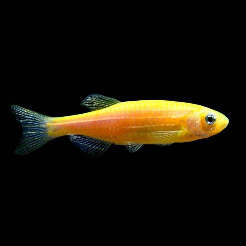 Тернеция глофиш (glofish): нюансы содержания и ухода, совместимость, разведение флуоресцентных светящихся рыбок гло, фото, а также как определить пол?