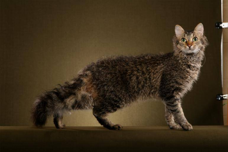 Лаперм (ла перм): описание породы кошек, характер, отзывы с фото